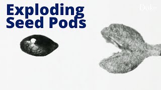 Slow-Motion Exploding Seed Pods Net Worth