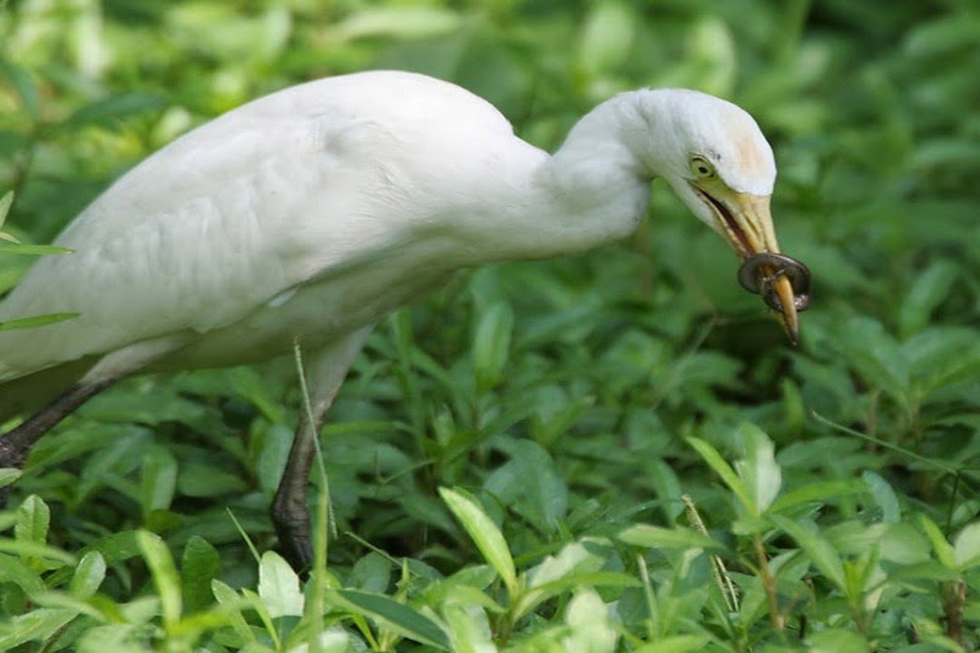 Cattle Egret And Grazing Cattle Relationship Bird Sound Hunting
