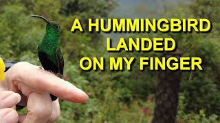 A Hummingbird Surprised Me by Landing on My Finger