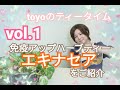 エキナセア【toyoのティータイム】