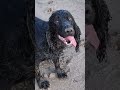 Cocker spaniel Indy she's wet again 🤣