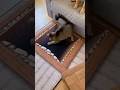 Cat Freaks Out After Falling onto a Trap Carpet🤣🤣🤣#catsoftiktok #cute #viral #fyp #cat
