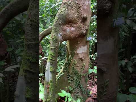 Elephant Tree of Borneo #shorts