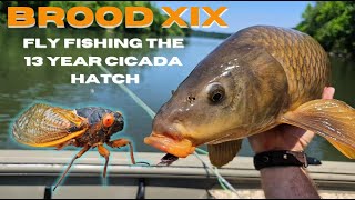 Brood XIX: Sight Fishing for Carp with Big Cicada Flies!