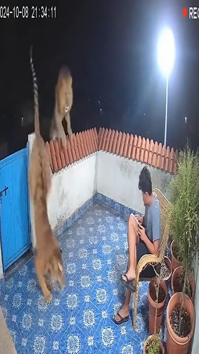 Tiger AND Lion Surprise a Man on Terrace!😱🐅🦁 #Wildlife #CCTV #Scary