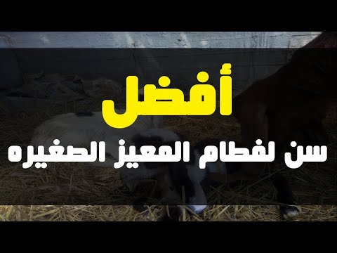 افضل سن لفطام المعيز الصغيره