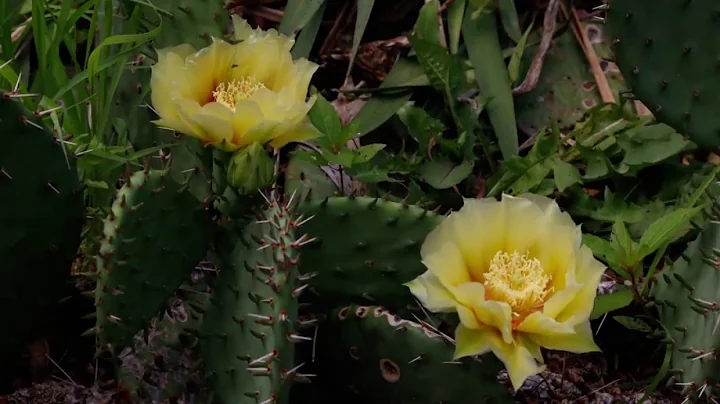 Pretty Little Cactus