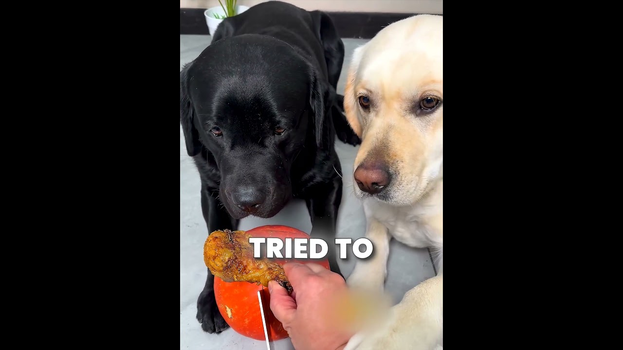 Smart White Lab Refused To Risk His Life For Chicken 😂🐶🍗 #shorts