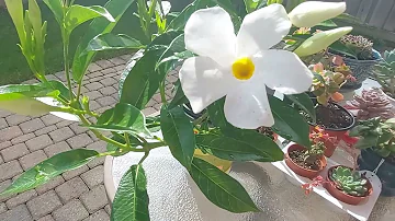 Pourquoi mon mandevilla ne fleurit pas ?