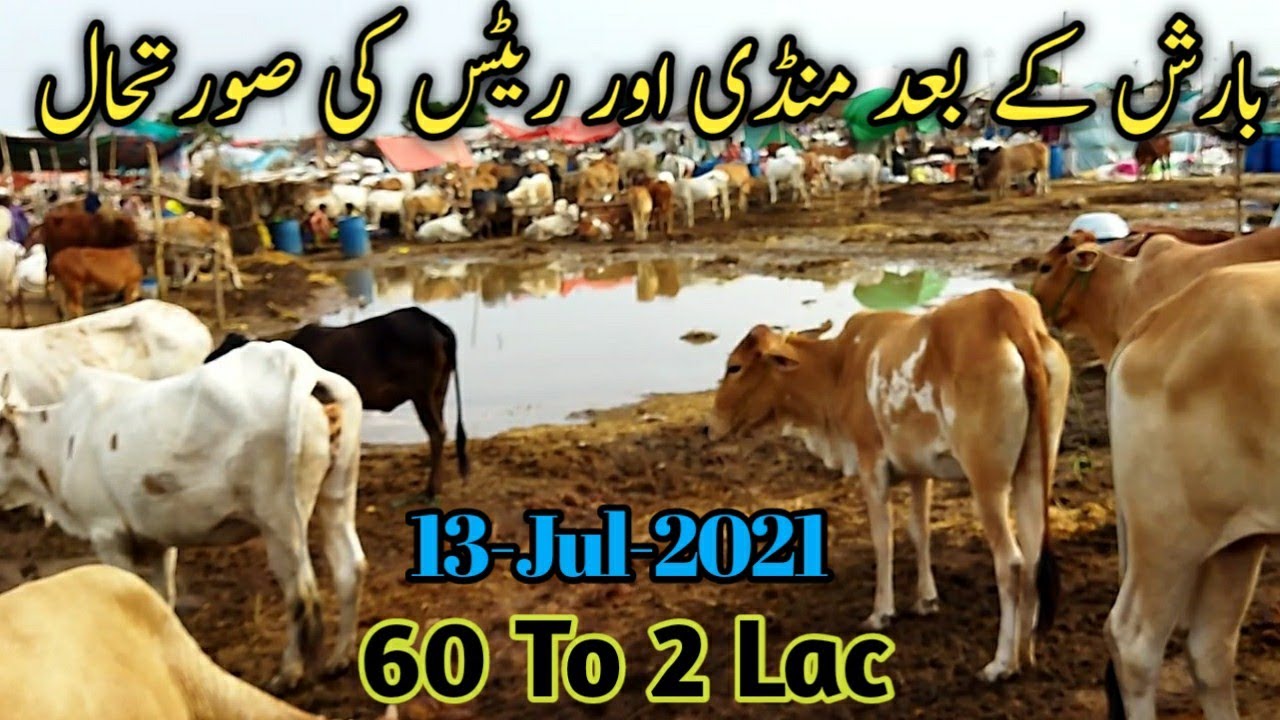 Sohrab Goth Mandi Latest 13 July 2021 Rates & Bargaining ||Mandi Atfer Rain