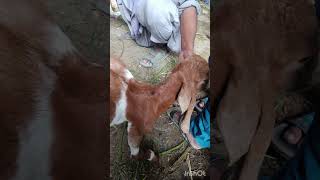 goat cute babyanimal youtubeshorts animal goatlovers cattlemarket viral shorts