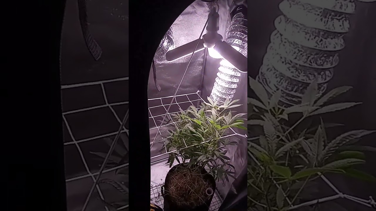 I enjoy growing marijuana plants