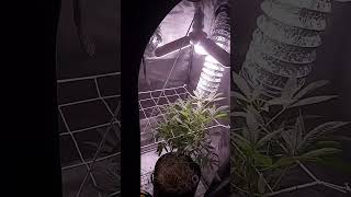 I enjoy growing marijuana plants
