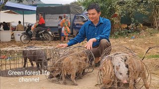 Robert sells piglets. Robert | Green forest life (ep279)