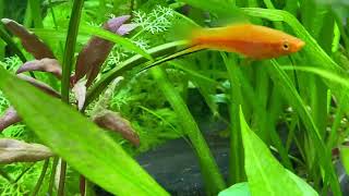 Schneckenplage im Aquarium. Ursachen