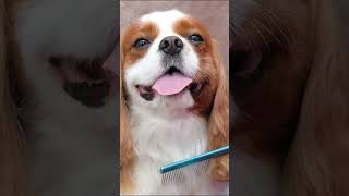 Cavalier King Charles Spaniel | Senior Citizen Friendly Dog Breeds to Consider.