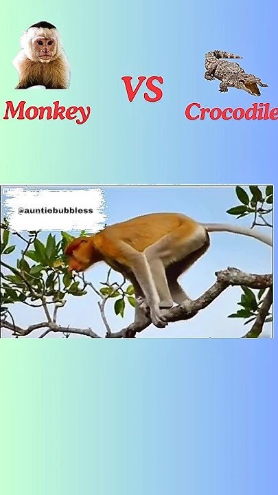Monkey Vs Crocodile #animals #facts #nature #monkey #crocodile - YouTube