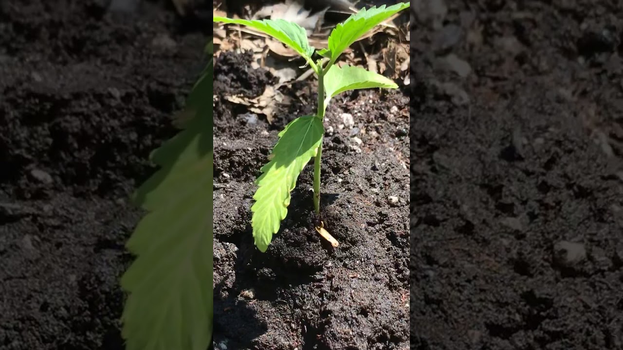 Lemon diesel ... Diesel strain outdoor grow day 20