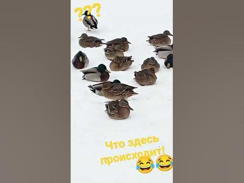 ДЕЛОВАЯ УТКА 👍 #рекомендации #ковбой #черепаха #прикол # ...