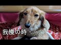 【生活激変】おばあちゃんとお留守番訓練【カニンヘンダックスえびすの日常】
