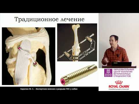 Карелин М. С. - Экспертное мнение о разрыве ПКС у собак. Часть 2