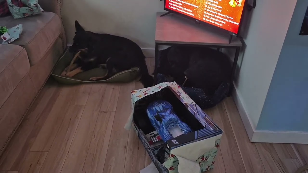 Merry Christmas to You and Yours! 🎄From Luna and Jinx