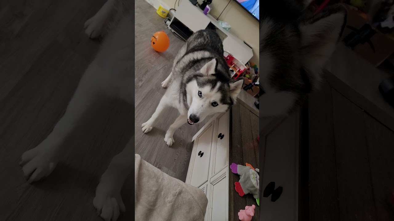 Husky temper tantrums and arguments NEVER END. Ever. YouTube