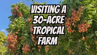 WHAT DOES A 30ACRE TROPICAL FRUIT FARM LOOK LIKE?
