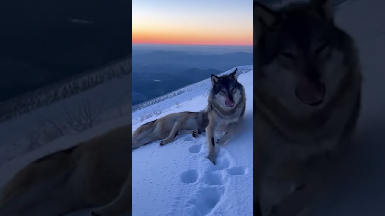 The Northern Lights Promise | A Wolf&rsquo;s Eternal Love Story