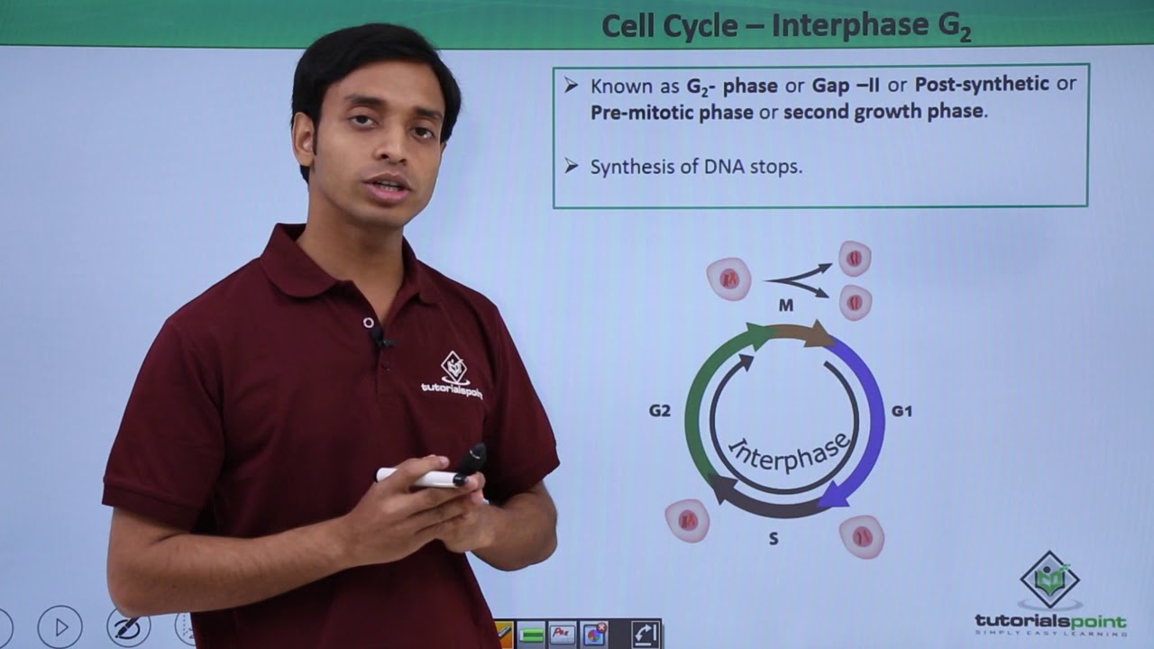 Class 11th - Cell Cycle – Interphase G2 | Cell Cycle and Cell Division ...