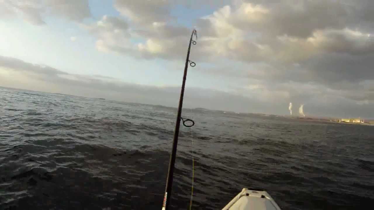 Hammerhead Shark And Snapper Caught From A Kayak YouTube