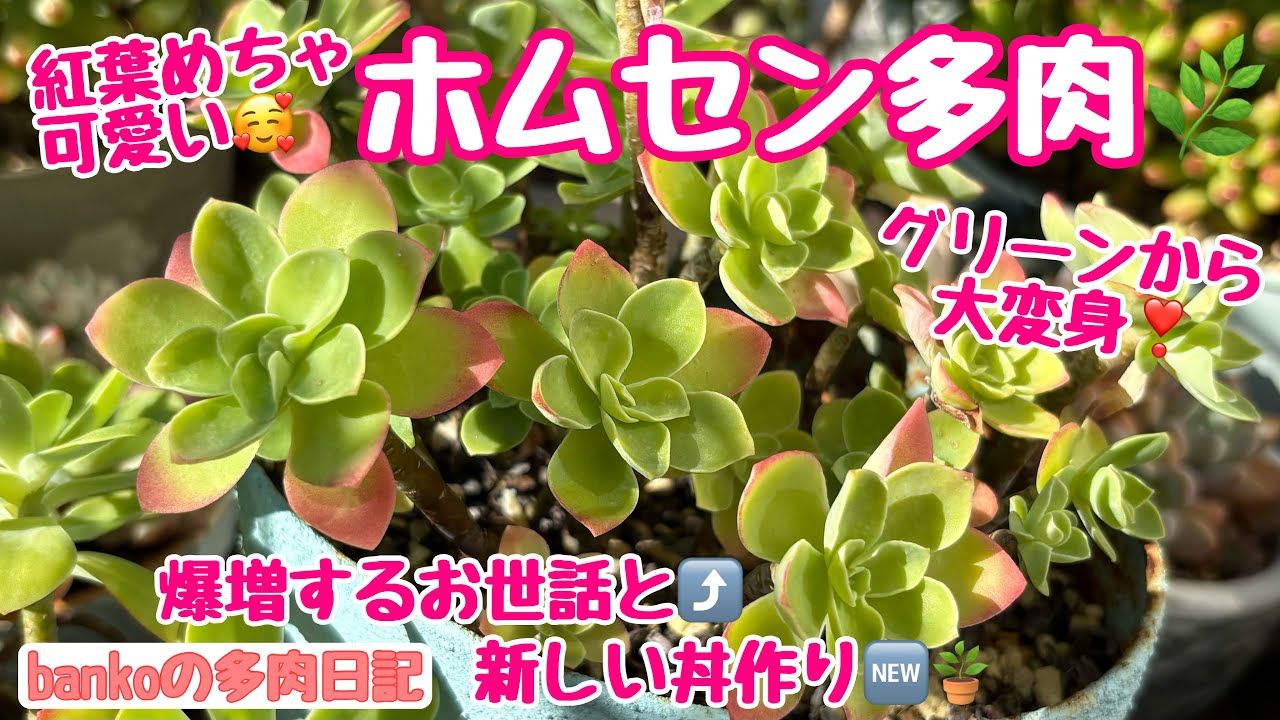 【多肉日記#328】冬めちゃ可愛セダム🏵️薄化粧をもりもり増やしたい❣️植え替えようと思ったら土に〇〇😵