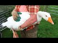 FUNNY GOOSE Videos And CUTE GEESE