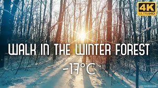 4K Walking in the Winter Forest - Ukraine - Закат в зимнем лесу