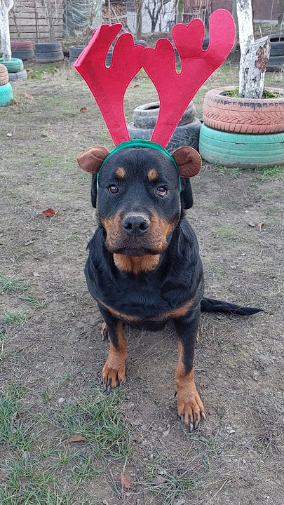 RENUL #KALISTHA ESTE AJUTORUL LUI MOS 🎅 CRACIUN O FEMELA DE ROTTWEILER IN VARSTA DE 3️⃣ ANI