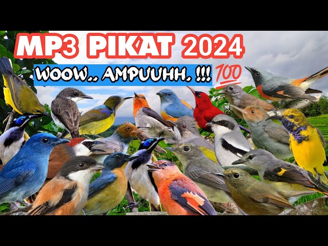 MP3 Pikat Segala Jenis Burung/Burcil terbaru 2024 Paling Ampuh class=