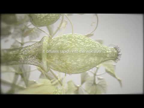 ADEPIDYN™ - control on Botrytis cinerea