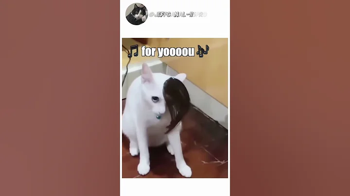 Video 9248821: cat pets funnycatvideos, pets animals funnycatvideos, cats funny pets animals