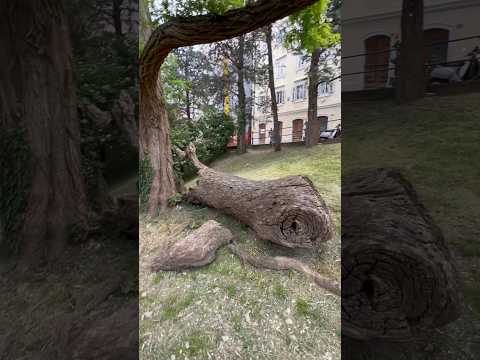 Thousand-year-old trunk of tree#shorts#video#funny#viral#youtub#trending#shortsvideo#shortvideo#love