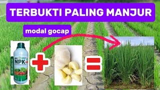 THE FASTEST WAY TO BOOST RICE TILLERING