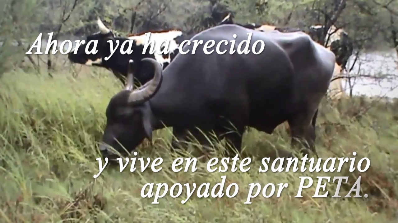 Este búfalo de agua rescatado adora chapotear y jugar caballos de carreras