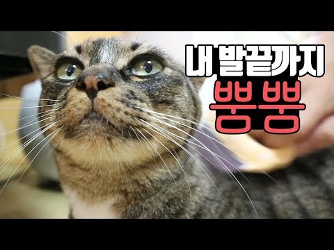 빗질 한 번에 고양이 털빠짐 양은 얼마나 될까? 털갈이 시기 뿜뿜
