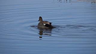 Gadwall mating at Sacramento National Wildlife Refuge