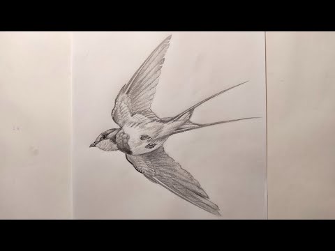 Video: How To Draw A Swallow With A Pencil