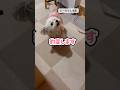 ママがいなくなると豹変するトイプードル #shorts #トイプードル #可愛い犬