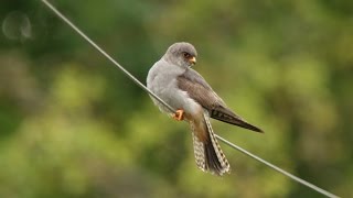 Red Footed Falcon