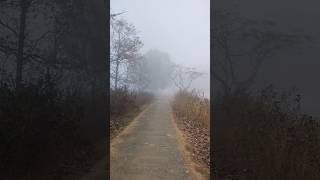 A Foggy Day Beautiful Morning Fog Scene