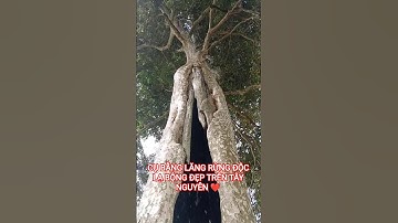 CỤ BẰNG LĂNG RỪNG ĐỘC LẠ BỘNG ĐẸP TRÊN TÂY NGUYÊN HÙNG VĨ ĐẮK LẮK