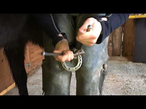 Video: Hur Man Spikar En Hästsko