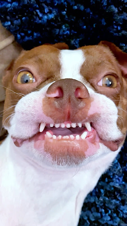 When a Fart Hits Your Face! 😧 #funnydogs
